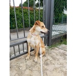 Cagnolina mix Shiba inu in Adozione - Foto n. 3