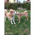 Cagnolina mix Shiba inu in Adozione - Foto n. 4