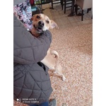 Cagnolina mix Shiba inu in Adozione - Foto n. 7