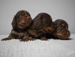 Cuccioli Maschi di Bassotto Tedesco a pelo Lungo - Foto n. 2