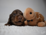 Cuccioli Maschi di Bassotto Tedesco a pelo Lungo - Foto n. 5