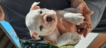 Cuccioli Bulldog Inglese Femmine