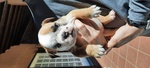 Cuccioli Bulldog Inglese Femmine - Foto n. 2