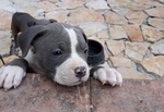 American Staffordshire Terrier Amstaff Blu