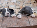 American Staffordshire Terrier Amstaff Blu - Foto n. 2