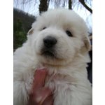 Cucciolo cane Pastore Maremmano Abruzzese Pedigree - Foto n. 2