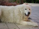 Cucciolo cane Pastore Maremmano Abruzzese Pedigree - Foto n. 5