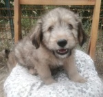 🐶 Irish Soft Coated Wheaten Terrier maschio di 3 anni in adozione a Cassino (FR) e in tutta Italia da privato