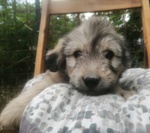 🐶 Irish Soft Coated Wheaten Terrier maschio di 2 anni e 1 mese in adozione a Cassino (FR) e in tutta Italia da privato