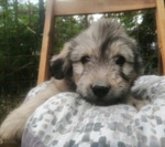 🐶 Irish Soft Coated Wheaten Terrier maschio di 2 anni e 11 mesi in adozione a Cassino (FR) e in tutta Italia da privato