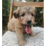 🐶 Irish Soft Coated Wheaten Terrier femmina di 2 anni e 5 mesi in adozione a Cassino (FR) e in tutta Italia da privato