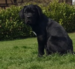 Cucciolo di cane Corso Maschio e Femmina Nero - Foto n. 2