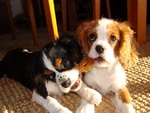 Cuccioli di Cavalier King