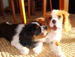 Cuccioli di Cavalier King - Foto n. 2