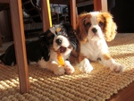 Cuccioli di Cavalier King - Foto n. 3