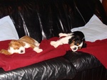 Cuccioli di Cavalier King - Foto n. 4