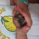 🐶 Chihuahua femmina di 1 anno in vendita a Ferrara (FE) da privato