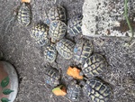 Disponibili tartarughe di terra