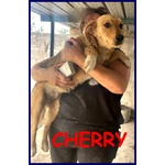 Cherry Cucciolotta Simil Golden Retriver 6 mesi Abbandonata Davanti al Canile