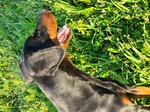 Femmina 3 anni Dobermann nero Focato con Pedigree - Foto n. 2