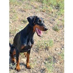 Femmina 3 anni Dobermann nero Focato con Pedigree