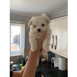 Stupendi Cuccioli di Maltese toy con Pedigree