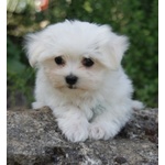 Stupendi Cuccioli di Maltese toy con Pedigree - Foto n. 2