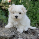 Stupendi Cuccioli di Maltese toy con Pedigree - Foto n. 3