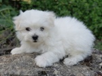 Stupendi Cuccioli di Maltese toy con Pedigree - Foto n. 4