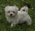 Stupendi Cuccioli di Maltese toy con Pedigree - Foto n. 5