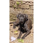 Cuccioli di cane Corso - Foto n. 7