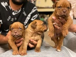 Cuccioli Dogue de Bordeaux