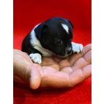 🐶 Chihuahua maschio di 1 anno e 9 mesi in vendita a Siracusa (SR) e in tutta Italia da privato