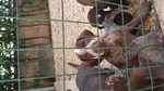 Cedesi Cuccioli di Kurzhaar alta Genealogia - Foto n. 3