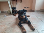 🐶 Rottweiler femmina di 3 anni e 2 mesi in vendita a Ragusa (RG) da privato