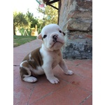 Cucciolata di Bulldog Inglese - Foto n. 3