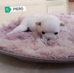 Cuccioli di Chihuahua