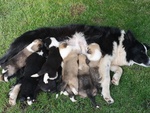 Cuccioli Border Collie