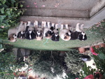 Cuccioli Border Collie - Foto n. 2