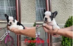 Cuccioli di Bulldog Francese