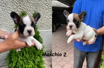 Cuccioli di Bulldog Francese - Foto n. 4