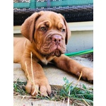 Cuccioli Dogue de Bordeaux - Foto n. 2