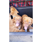 Cuccioli Dogue de Bordeaux