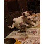 Disponibili Cuccioli di jack Russel - Foto n. 3