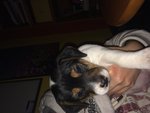 Disponibili Cuccioli di jack Russel - Foto n. 4