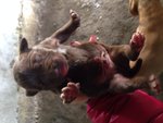 Pitbull ukc Cuccioli