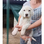 Vendo Cuccioli di Setter Inglese - Foto n. 1