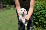 Vendo Cuccioli di Setter Inglese - Foto n. 3