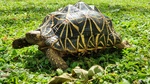 Tartaruga di Terra Geochelone Elegans - Foto n. 1