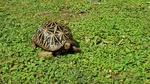 Tartaruga di Terra Geochelone Elegans - Foto n. 2